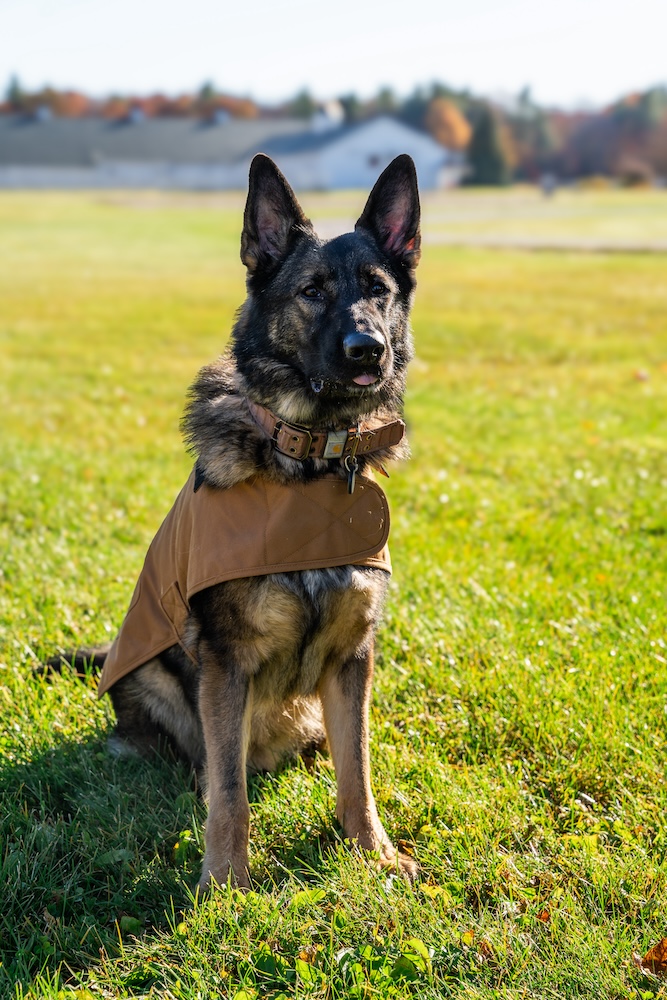 goose german shephard