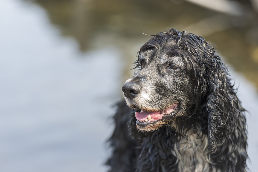 senior dog smiling by a lake
