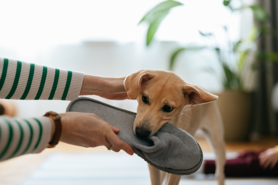 Naughty Puppy Chewing on the Slipper