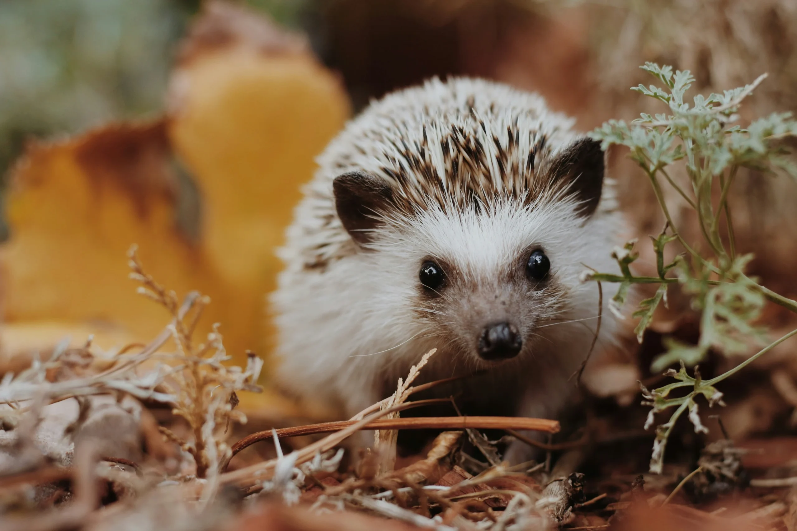 hedgehog in nature